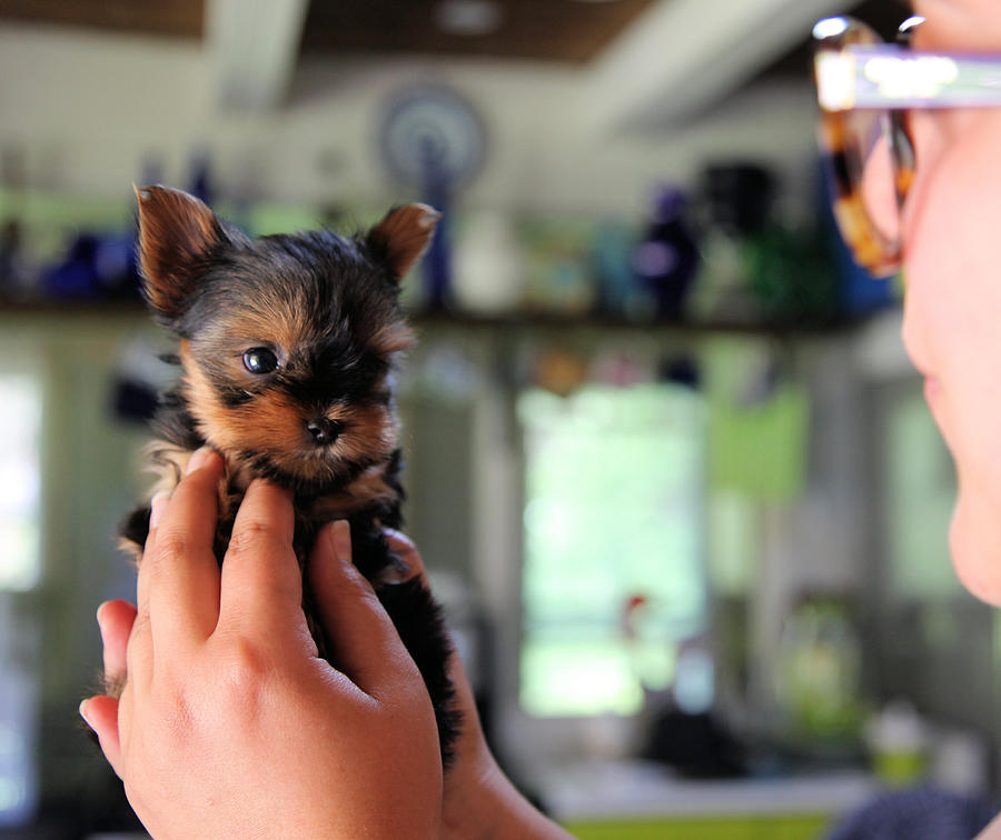 Yorkshire terrier puppy looking at owner Photograph by By: Anita Atta
