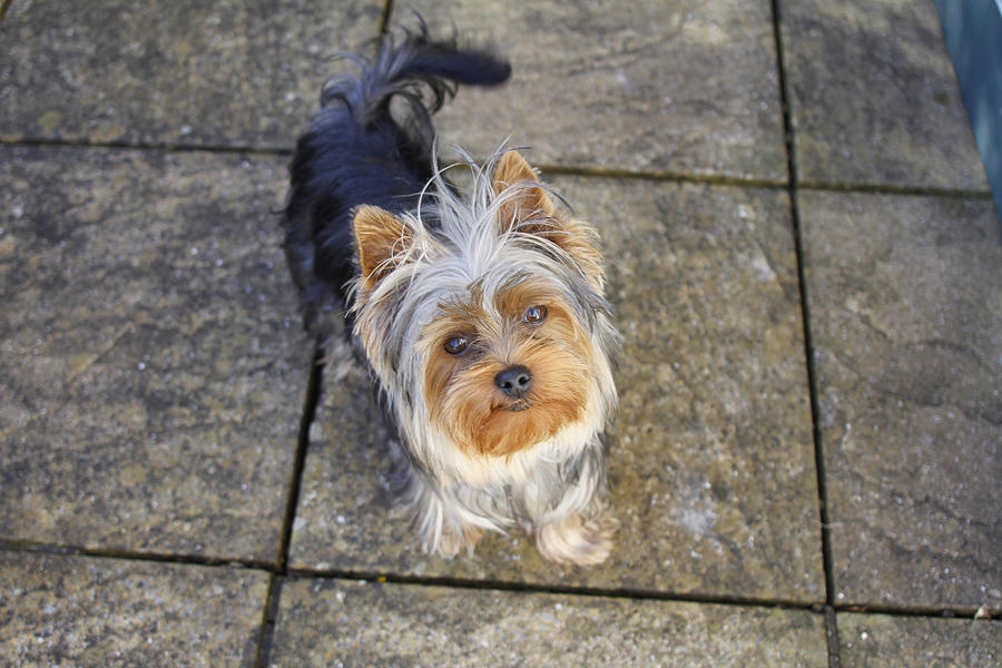 Yorkshire Terrier puppy looking to camera Photograph by Tom And Steve