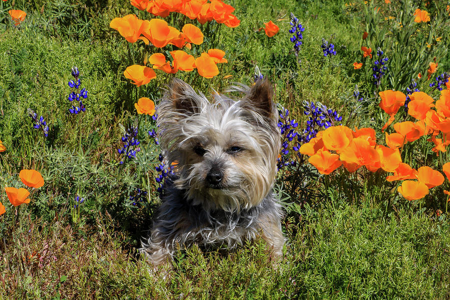 Yorkshire Terrier with Orange Poppies and Lupine 1 Photograph by Dawn Richards