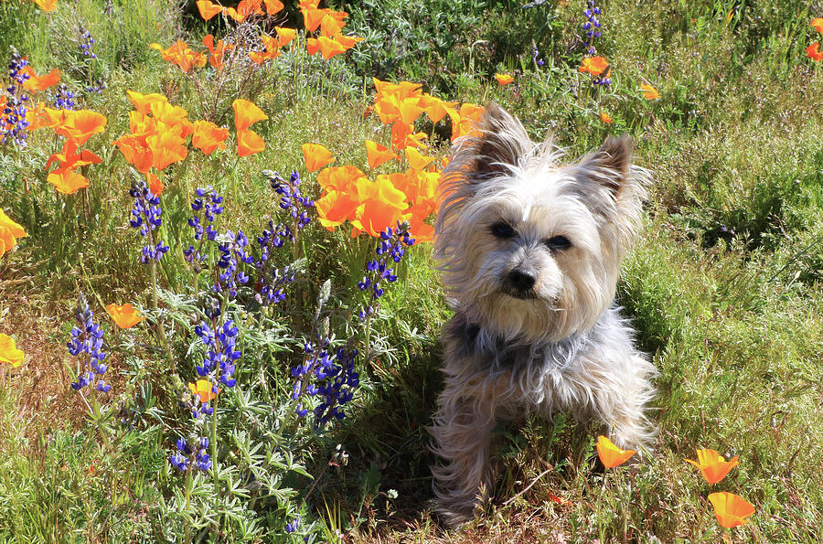 Yorkshire Terrier with Orange Poppies and Lupine 3 Photograph by Dawn Richards