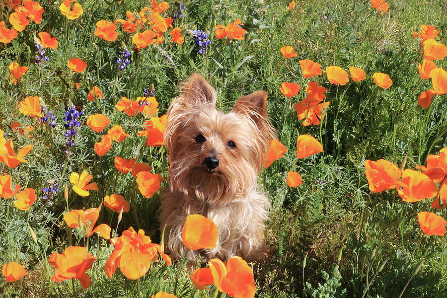 Yorkshire Terrier with Orange Poppies and Lupine 4 Photograph by Dawn Richards