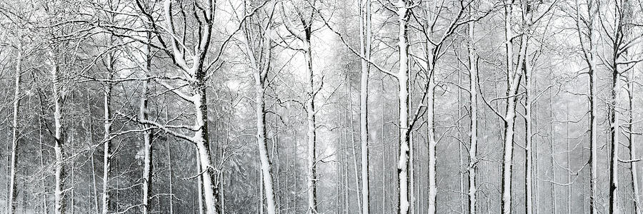 Yorkshire woodland covered in snow Photograph by Sonny Ryse