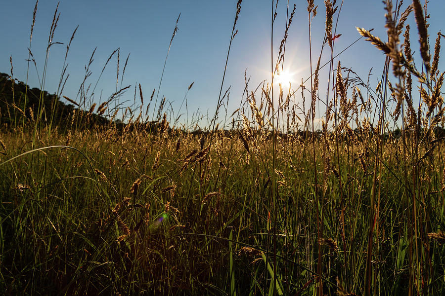 Yorktown Grass Field Photograph by Lara Morrison