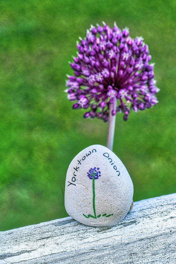 Yorktown Onion with Painted Rock Photograph by Jerry Gammon