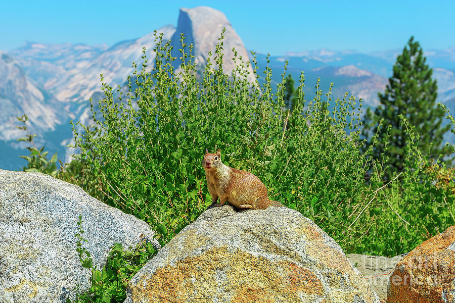 Yosemite American red squirrel Photograph by Benny Marty