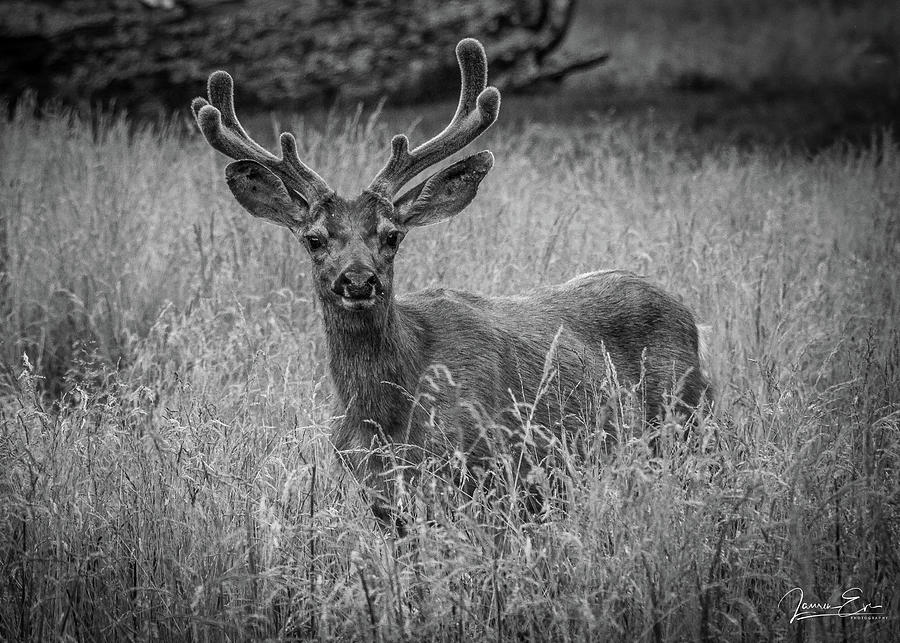 Yosemite Bambi Photograph by Lauren Lowther | Fine Art America