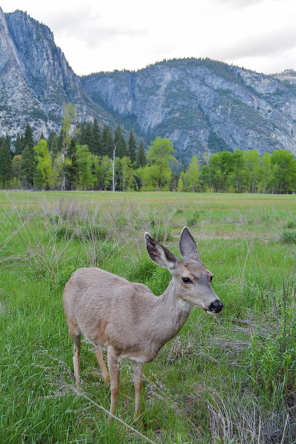 Yosemite Falls Deer Photograph by Kyle Hanson