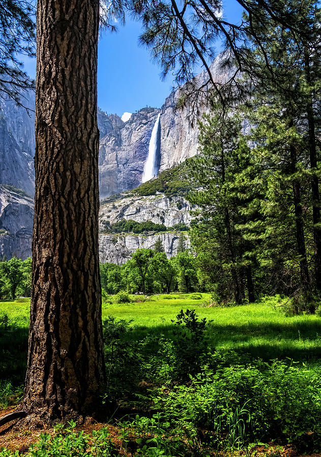 Yosemite Falls through the Woods Photograph by Carolyn Derstine
