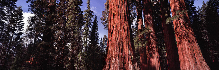 Yosemite Giant Sequoia forest Photograph by Sonny Ryse