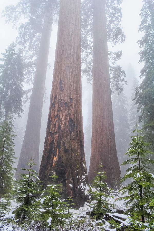 Yosemite Giant Sequoias Photograph by Kyle Hanson