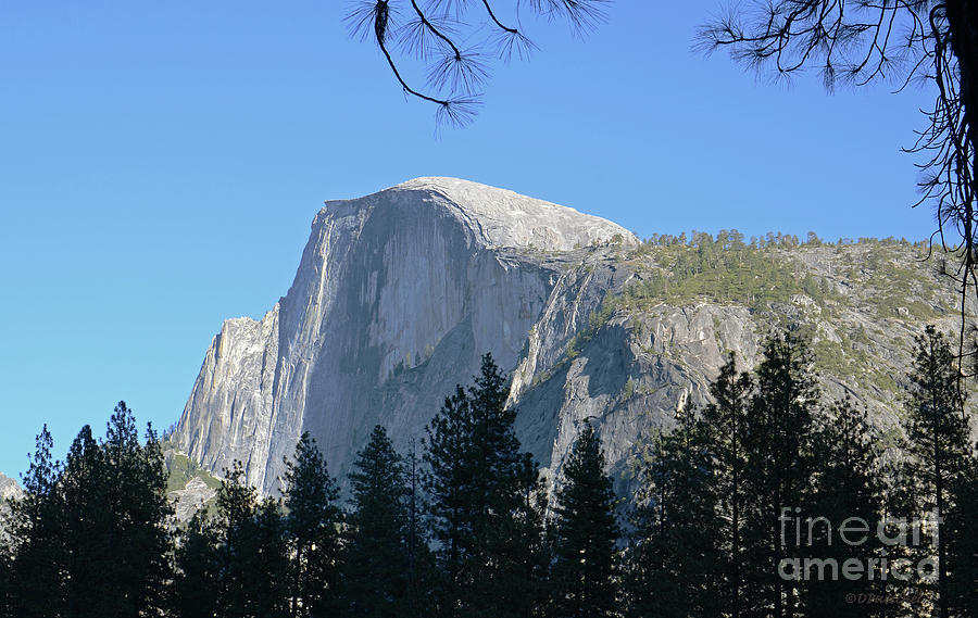 Yosemite Half Dome from Yosemite Village Photograph by Debby Pueschel