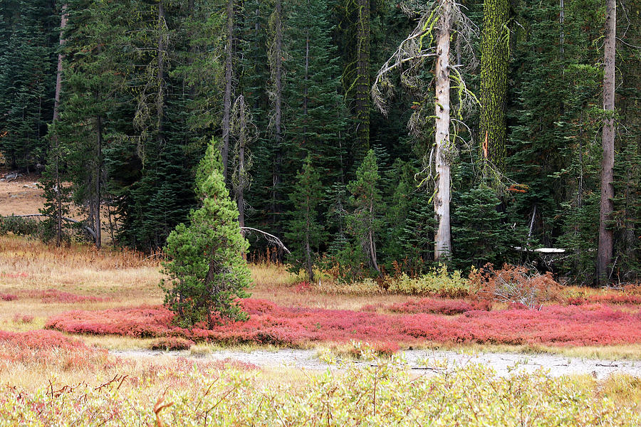 Yosemite Meadow in Fall Colors Photograph by Art Block Collections