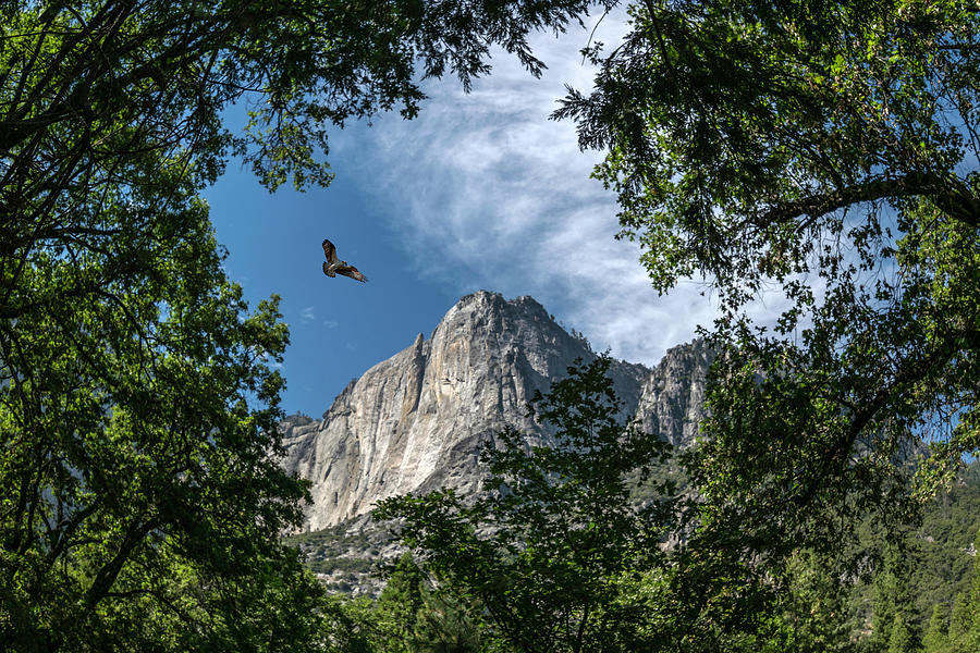 Yosemite Osprey Photograph by Romeo Victor
