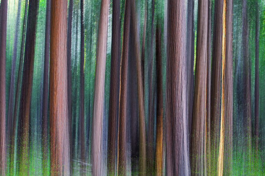 Abstract Photograph - Yosemite Pines by Larry Marshall