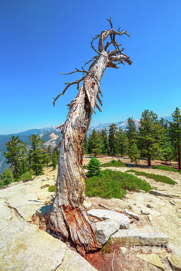 Yosemite Sentinel Dome dead tree Photograph by Benny Marty