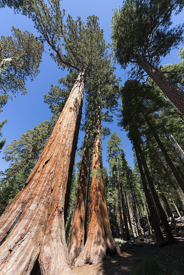 Yosemite Sequoia  Photograph by Paul Plaine