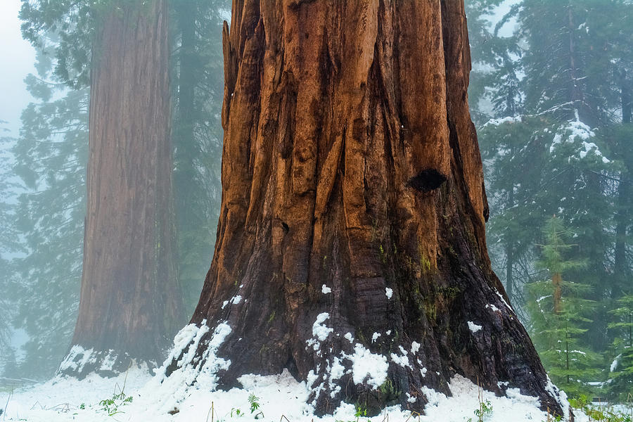 Yosemite Sequoia Redwood Photograph by Kyle Hanson