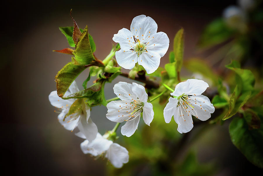 Yosemite Spring Blossoms Photograph by Doug Holck