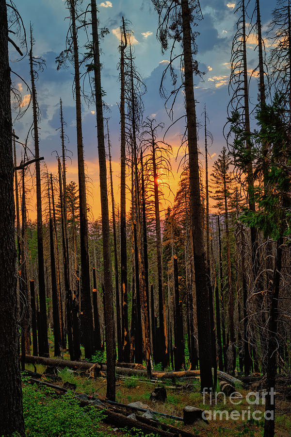 Yosemite Summer Sunset Photograph by Abigail Diane Photography