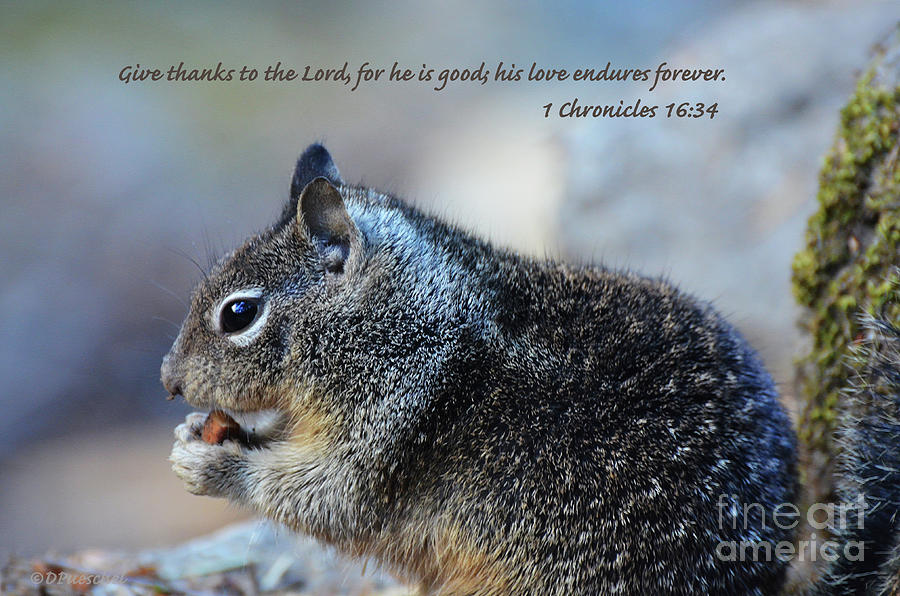 Yosemite Thanksgiving Scripture Photograph by Debby Pueschel