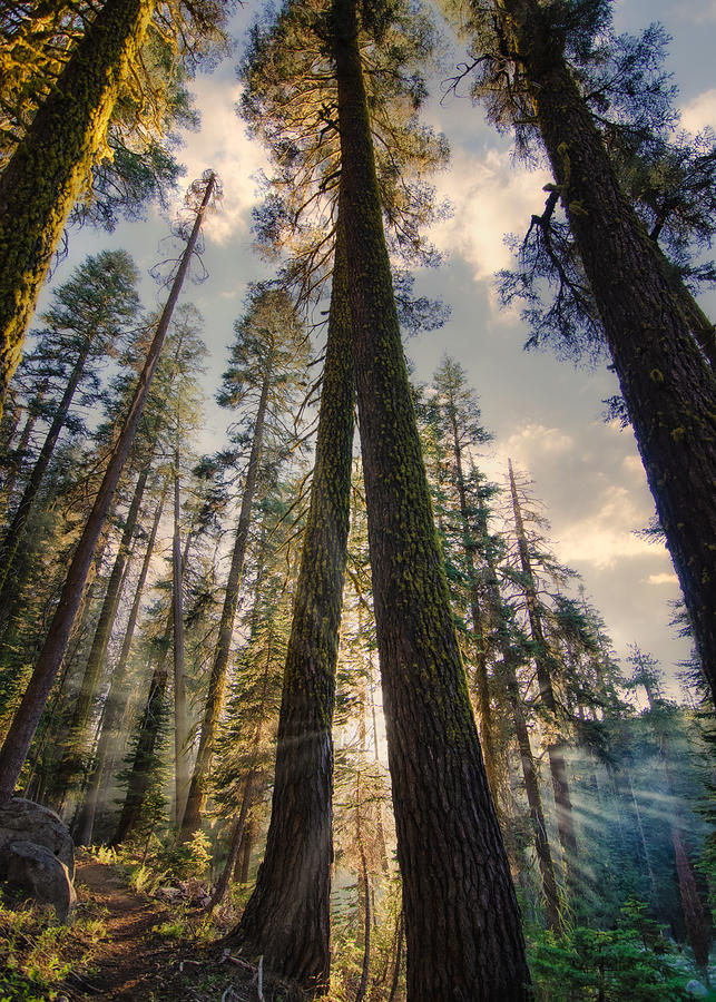 Yosemite Trail Evening Photograph by Matt Hammerstein