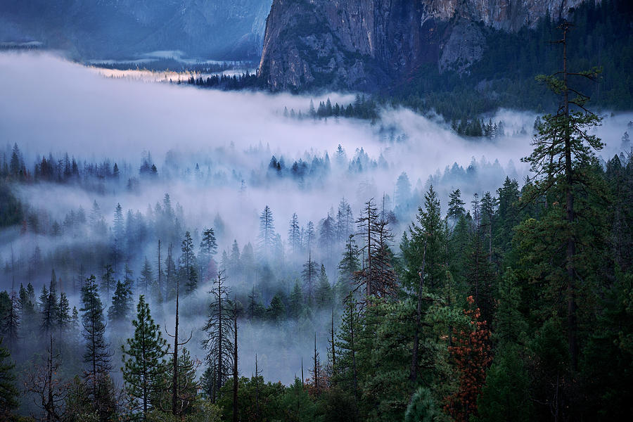 Yosemite Trees in Fog Photograph by Jon Glaser