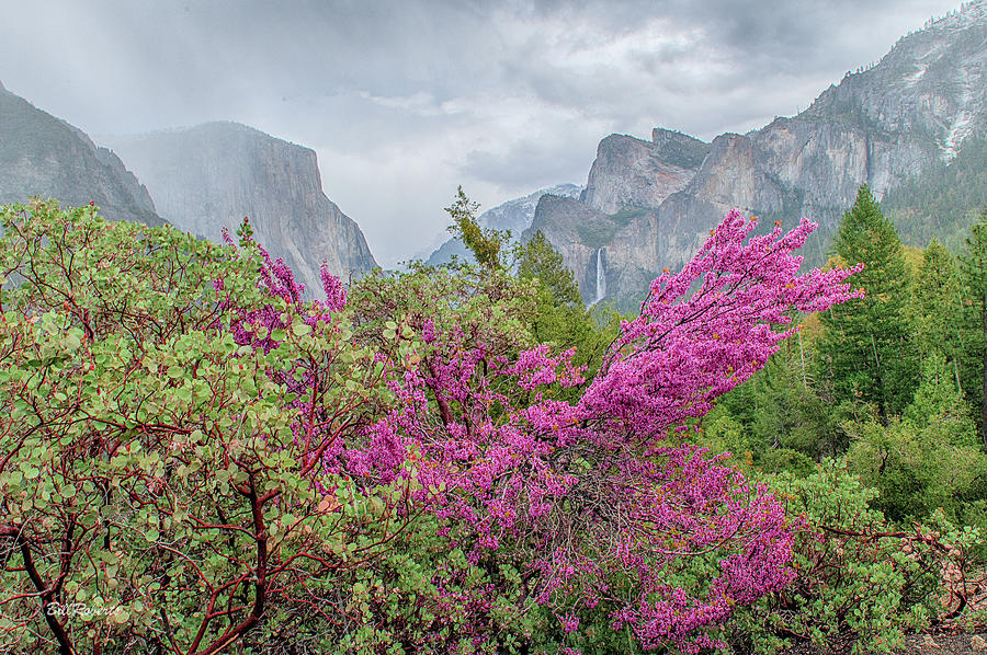 Yosemite Valley and Red Bud Photograph by Bill Roberts