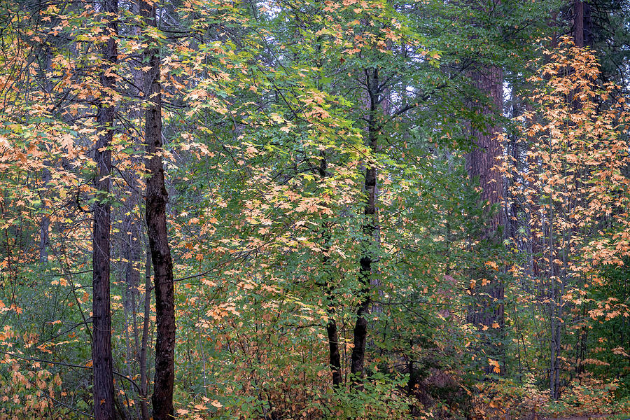 Yosemite Valley Fall Foliage Photograph by David A Litman - Pixels