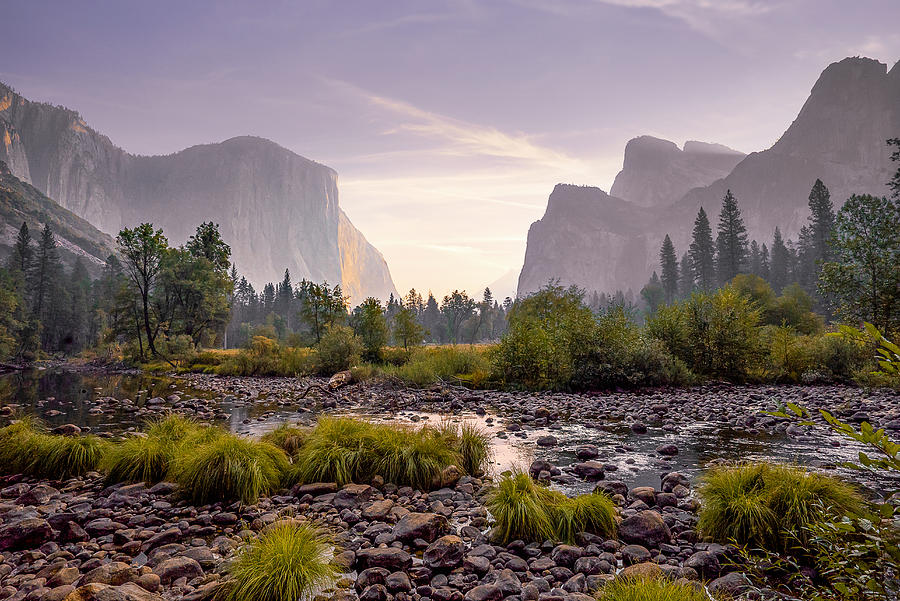 Yosemite Valley Flora Photograph by Josh Fischer - Fine Art America