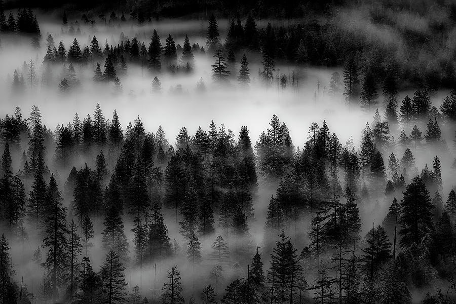 Yosemite Valley Of Trees II Photograph