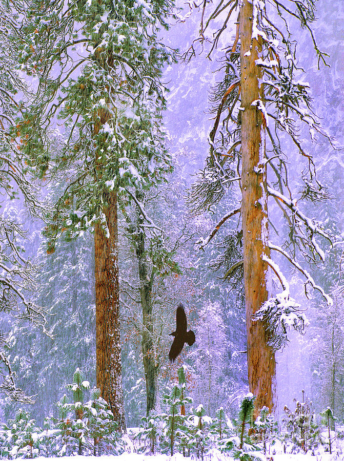 Yosemite Winter Raven Photograph by Tim Fitzharris