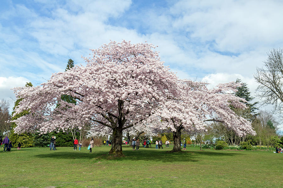 Yoshino Blossoms at Queen Elizabeth Park Photograph by Michael Russell