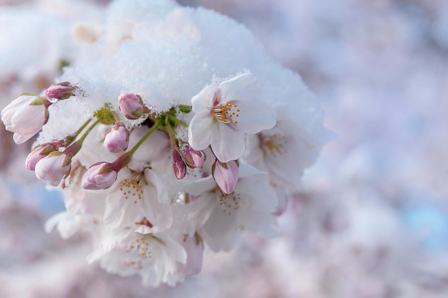 Yoshino Cherry Flowers under Snow 10 Photograph by Jenny Rainbow