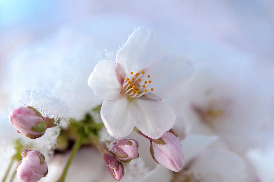 Yoshino Cherry Flowers under Snow 11 Photograph by Jenny Rainbow