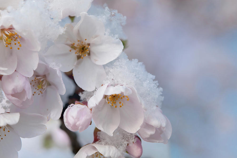 Yoshino Cherry Flowers under Snow 12 Photograph by Jenny Rainbow