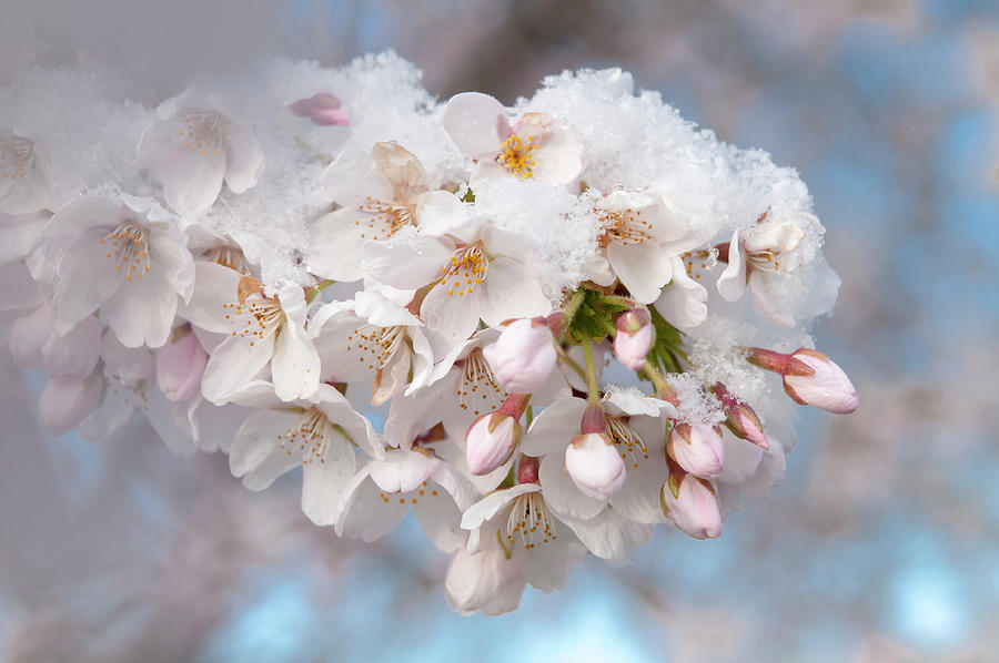 Yoshino Cherry Flowers under Snow 14 Photograph by Jenny Rainbow
