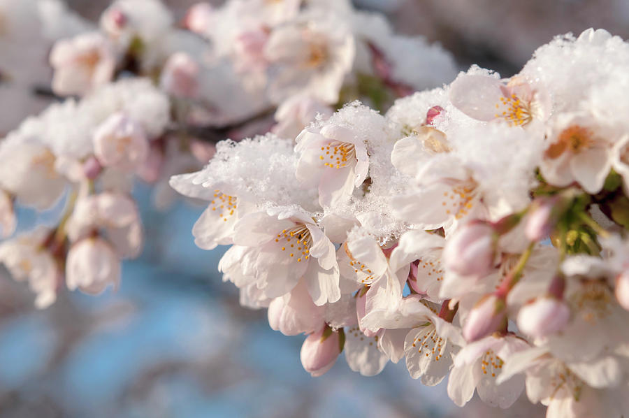 Yoshino Cherry Flowers under Snow 15 Photograph by Jenny Rainbow