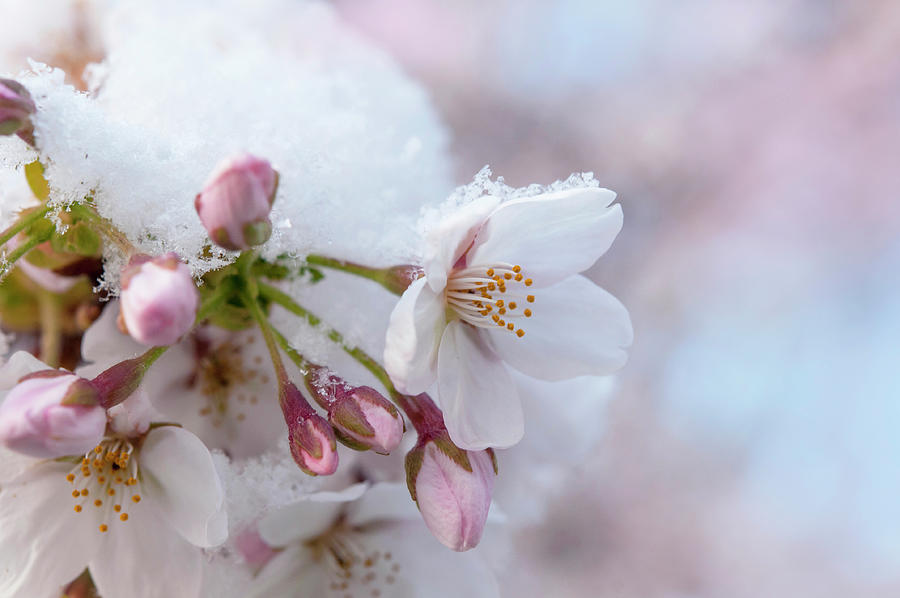 Yoshino Cherry Flowers Under Snow 3 Photograph