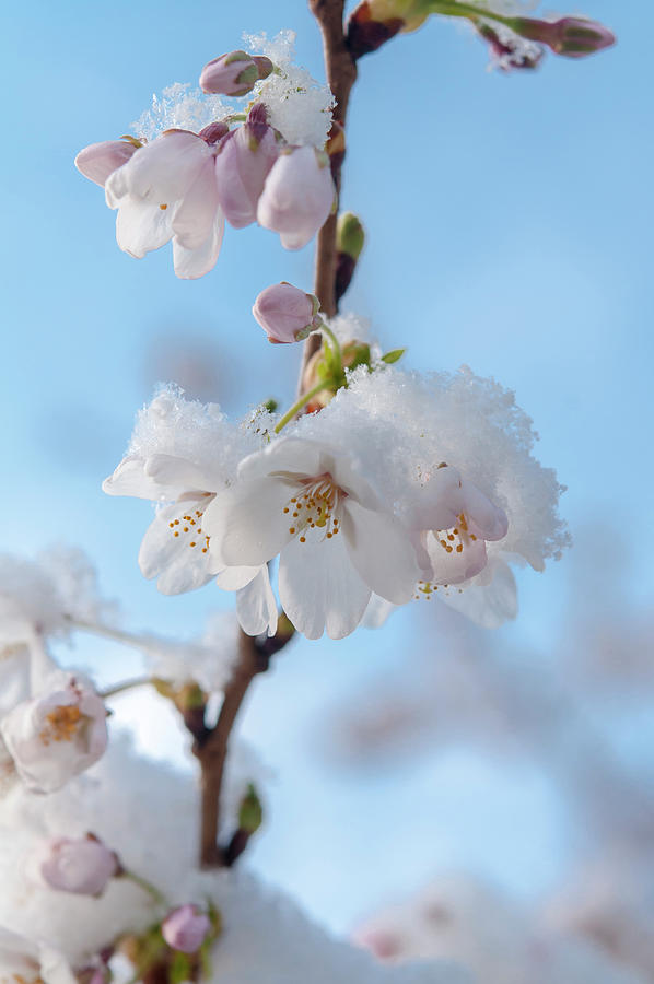 Yoshino Cherry Flowers under Snow 7 Photograph by Jenny Rainbow