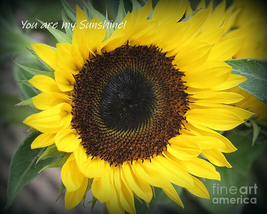 Sunflower Photograph - You Are My Sunshine  by Dora Sofia Caputo