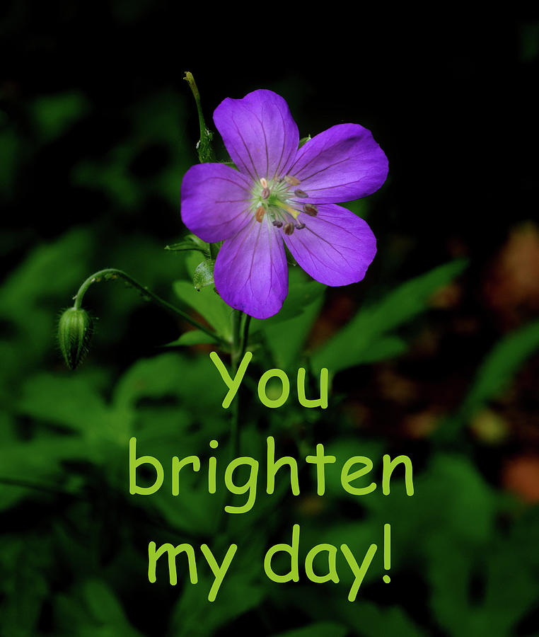 You Brighten My Day Photograph by James C Richardson