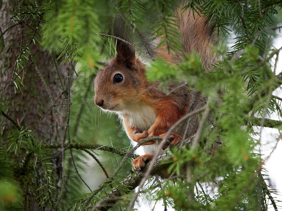 You cant see me you know. Red squirrel Photograph by Jouko Lehto