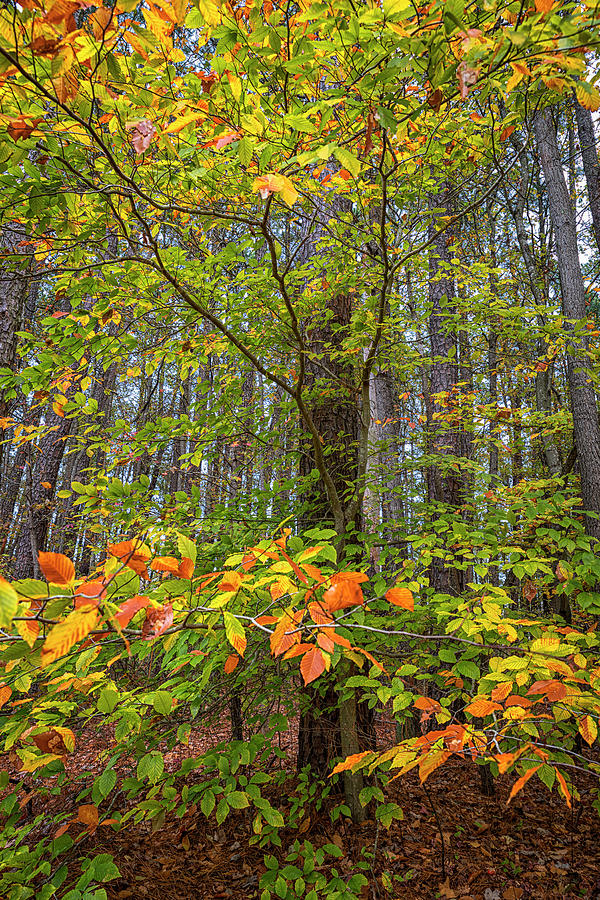 You Can T See The Forest Through The Trees Photograph By Carol Ward