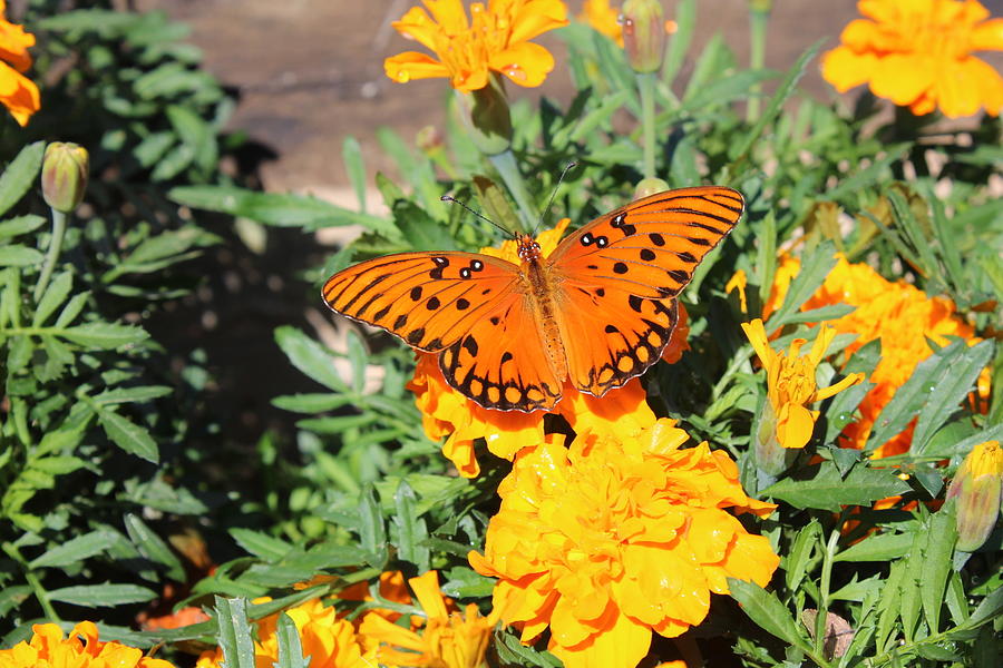 you-give-me-butterflies-photograph-by-kelly-elaine-wilson-fine-art