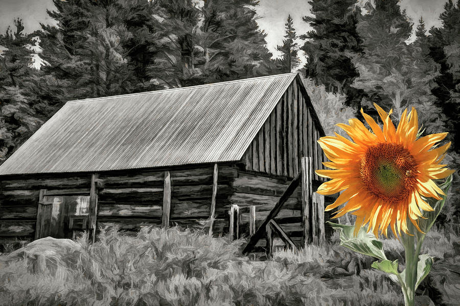 Sunflower Photograph - You Light Up My Life by Donna Kennedy