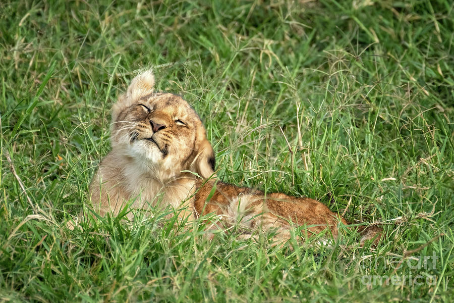 You lion cub, panthera leo, shakes his head. He is lying in the long grass of the Masai Mara Photograph by Jane Rix