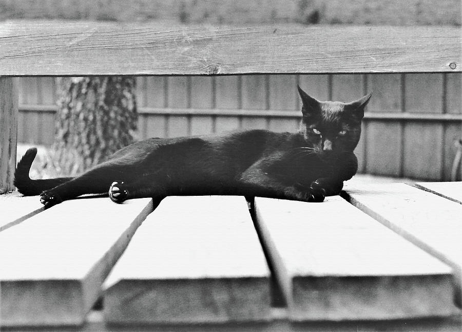 Black Cat Photograph by Sharon Williams Eng
