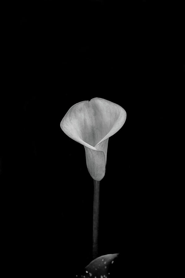 Flower Photograph - Missing You by Az Jackson