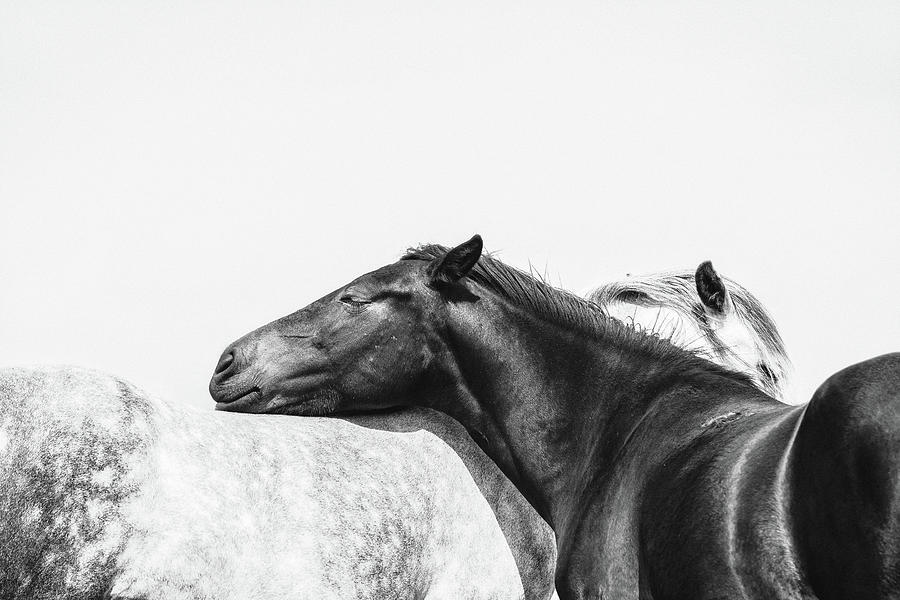 You Mean The World To Me - Horse Art Photograph by Lisa Saint