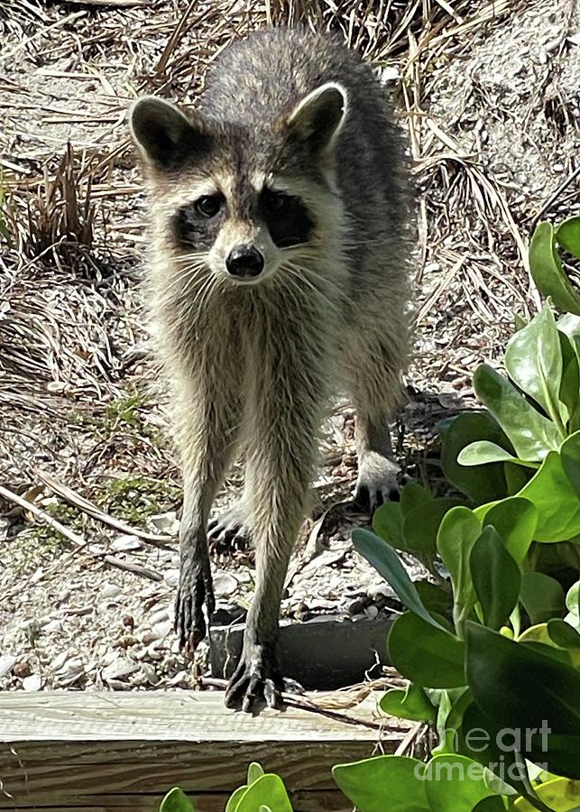 You Might Be a Raccoon If... Photograph by Barbie Corbett-Newmin